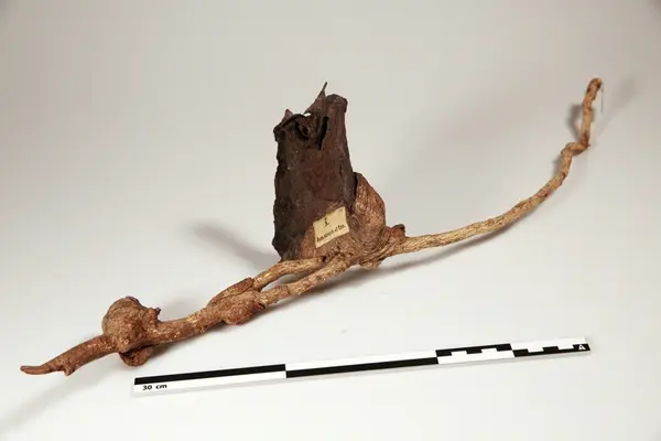 Jernstykke omvokst av tre