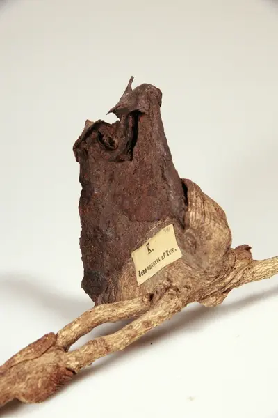 Jernstykke omvokst av tre