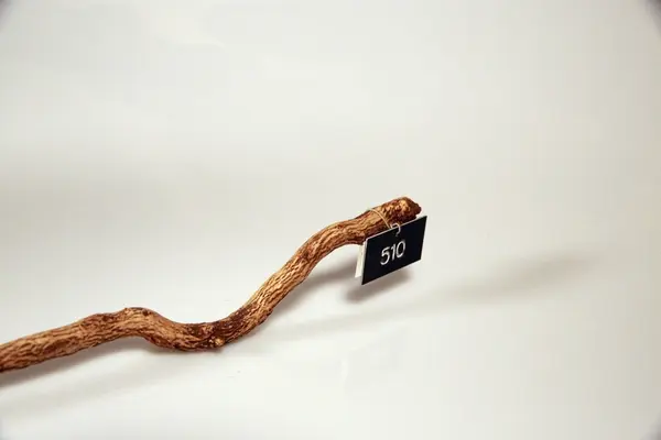 Jernstykke omvokst av tre