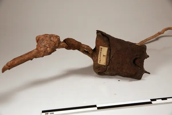 Jernstykke omvokst av tre