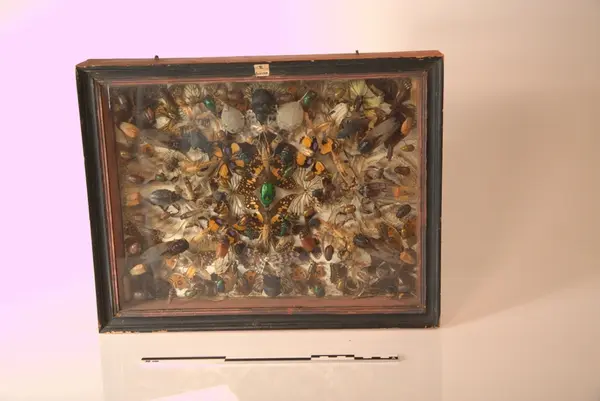 Glasskasse  med insekter og biller fra Egypt, ca 150stk