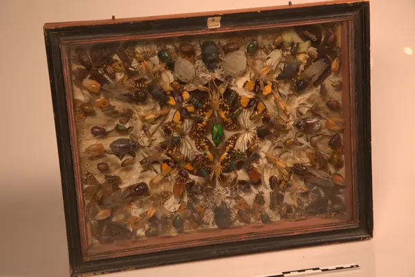 Glasskasse  med insekter og biller fra Egypt, ca 150stk