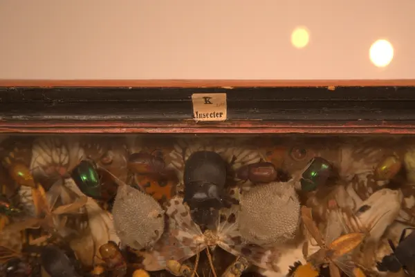 Glasskasse  med insekter og biller fra Egypt, ca 150stk