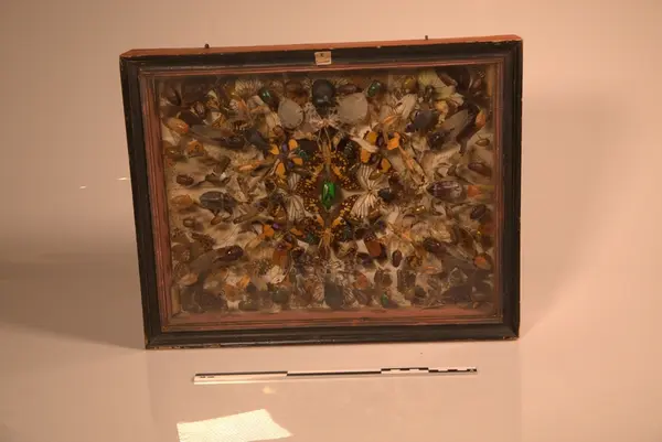 Glasskasse  med insekter og biller fra Egypt, ca 150stk
