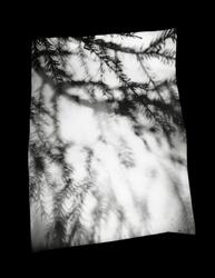 Grove Twig #1 / Holt Pinne #1