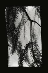 Grove Sprig #6 / Holt Kvist #6