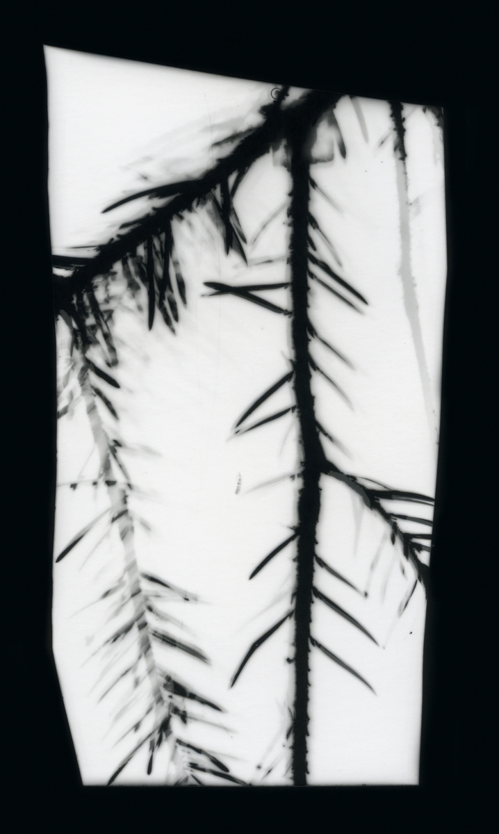 Greiner. Film eksponert ute i skogen uten bruk av kamera.