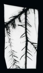 Grove Shoot #9 / Holt Skudd #9