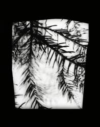 Grove Shoot #4 / Holt Skudd #4