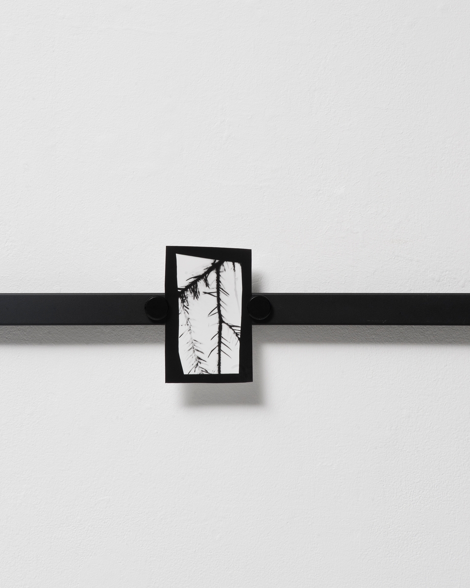 Greiner. Film eksponert ute i skogen uten bruk av kamera.