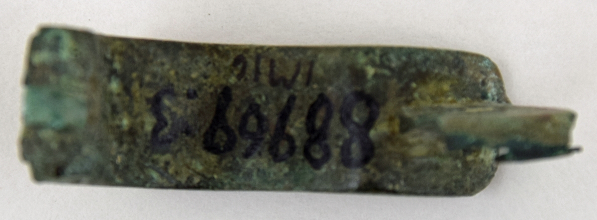 Fibula