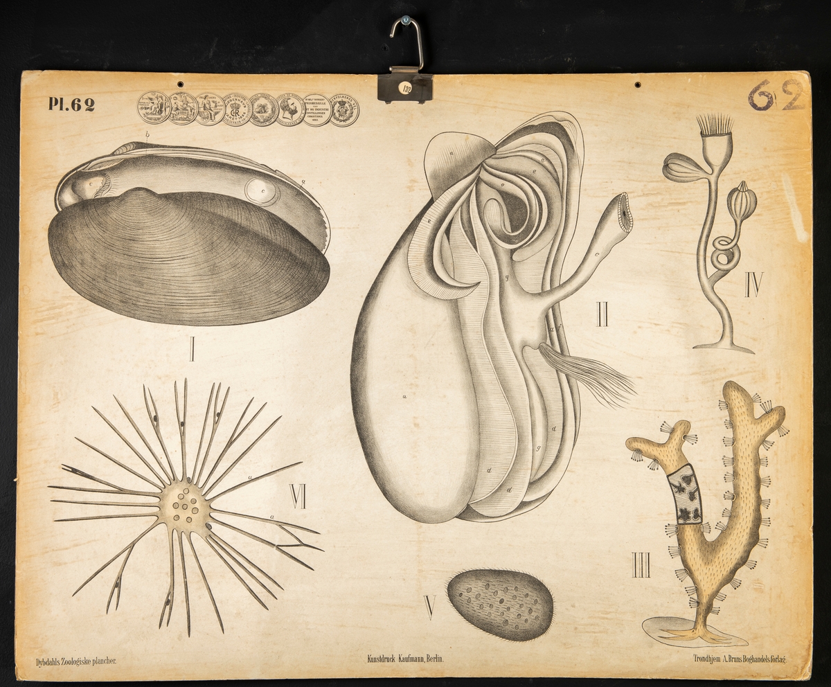 Skoleplansje som avbilder skapninger som lever på havbunden. Illustrasjonene er markert med romertall og bokstaver. Øverst til venstre er det avbildet en rekke "mynter" med ulik skrift på. Plansjen er markert "Pl.62". Det er også festet en krok i toppen av plansjen for å kunne henge den opp.