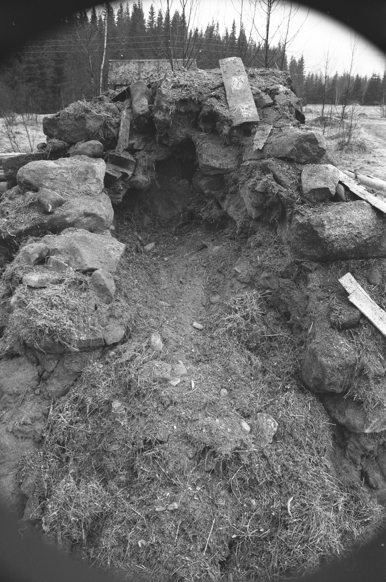 Riving av rie på Revholt, Grue Finnskog 8/5-75