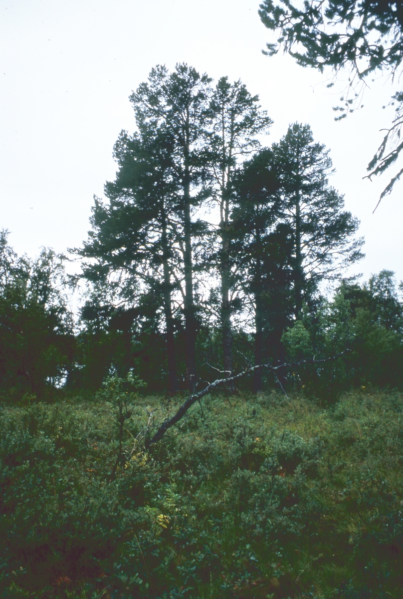 Skog