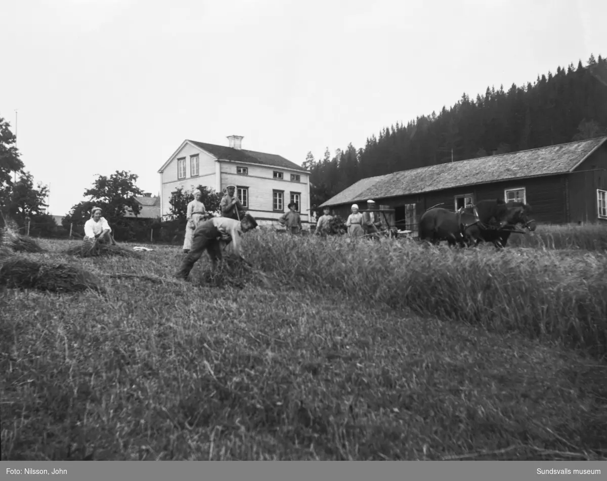 Tre bilder från kornskörd på Roken 1:7 i Laggarberg. Åtta personer och två hästar som drar en självbindare. I bakgrunden på första bilden syns en av mangårdsbyggnaderna samt uthus.