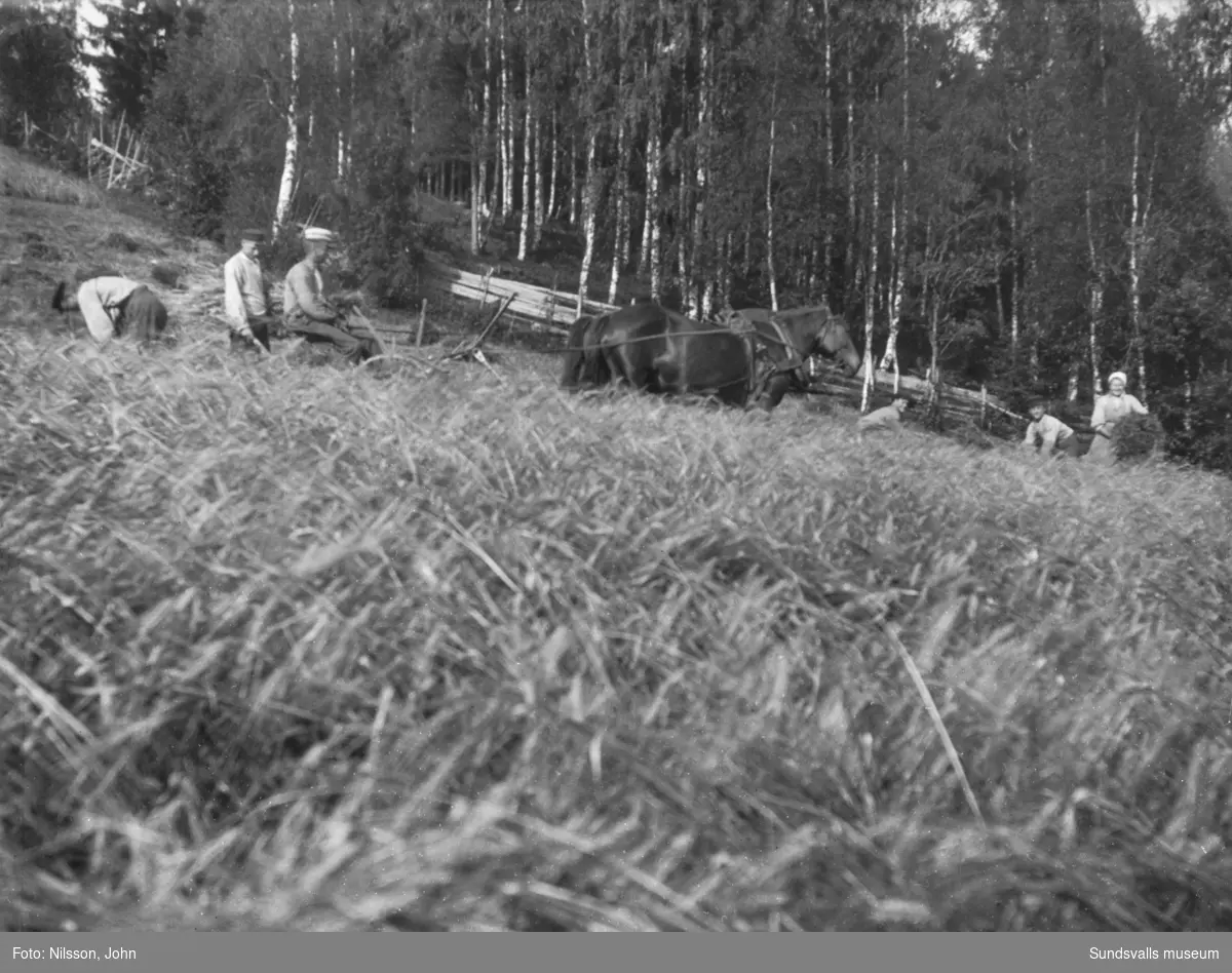 Tre bilder från kornskörd på Roken 1:7 i Laggarberg. Åtta personer och två hästar som drar en självbindare. I bakgrunden på första bilden syns en av mangårdsbyggnaderna samt uthus.