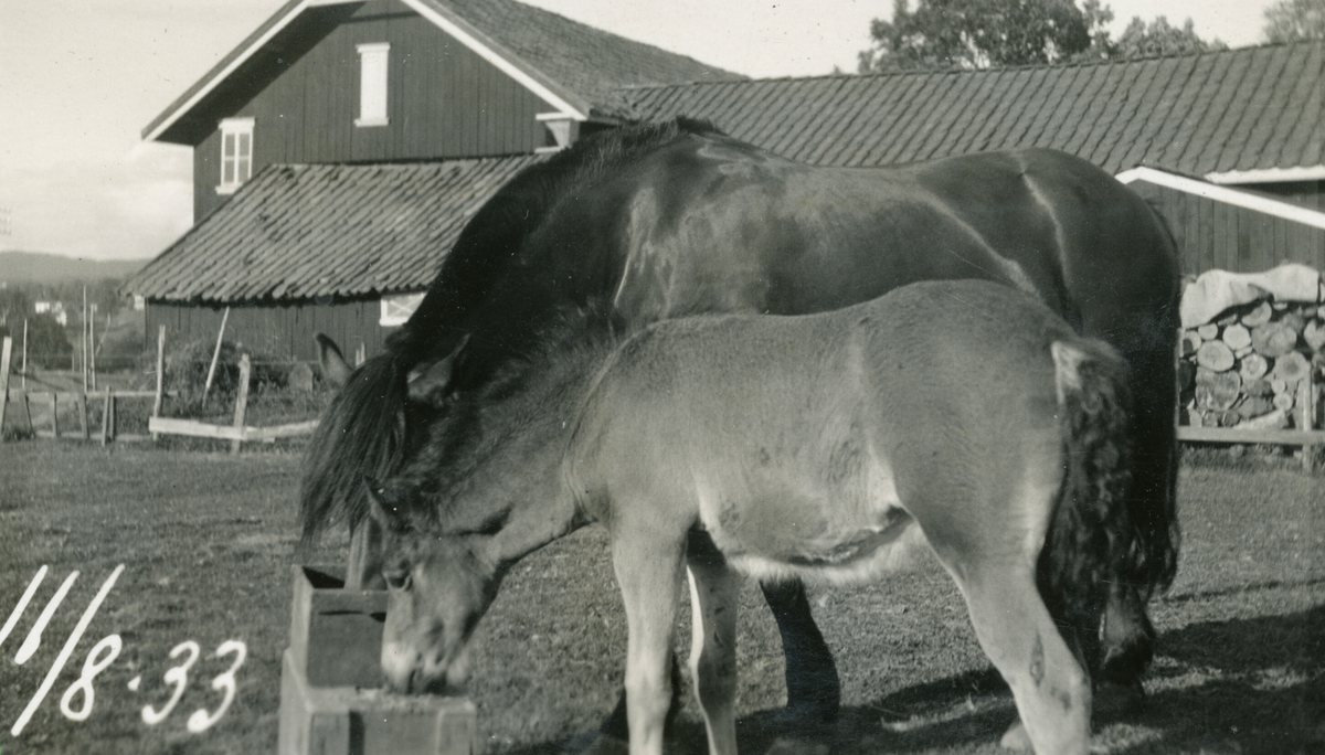 Hestebilde.  Hest og føll.  Bildet tatt 11.8.1933.