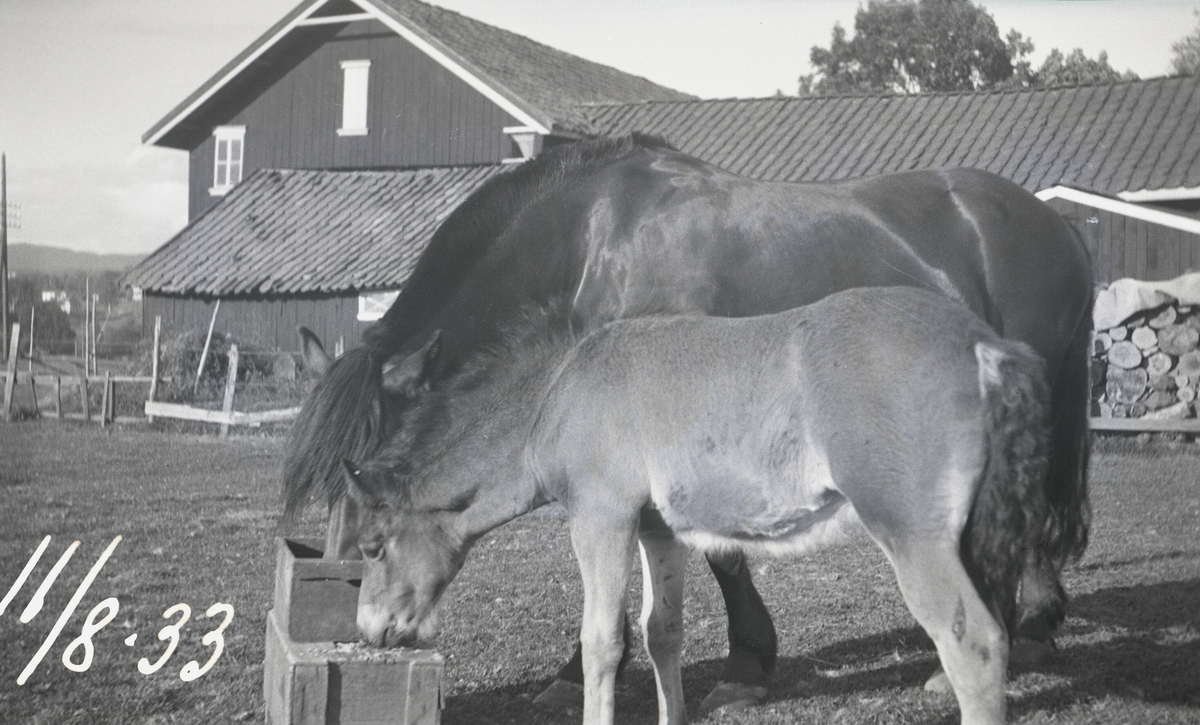 Hestebilde.  Hest og føll.  Bildet tatt 11.8.1933.