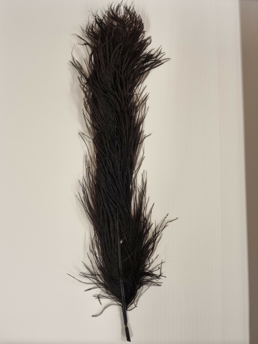 Strutsefjær, såkalt paradefjær.