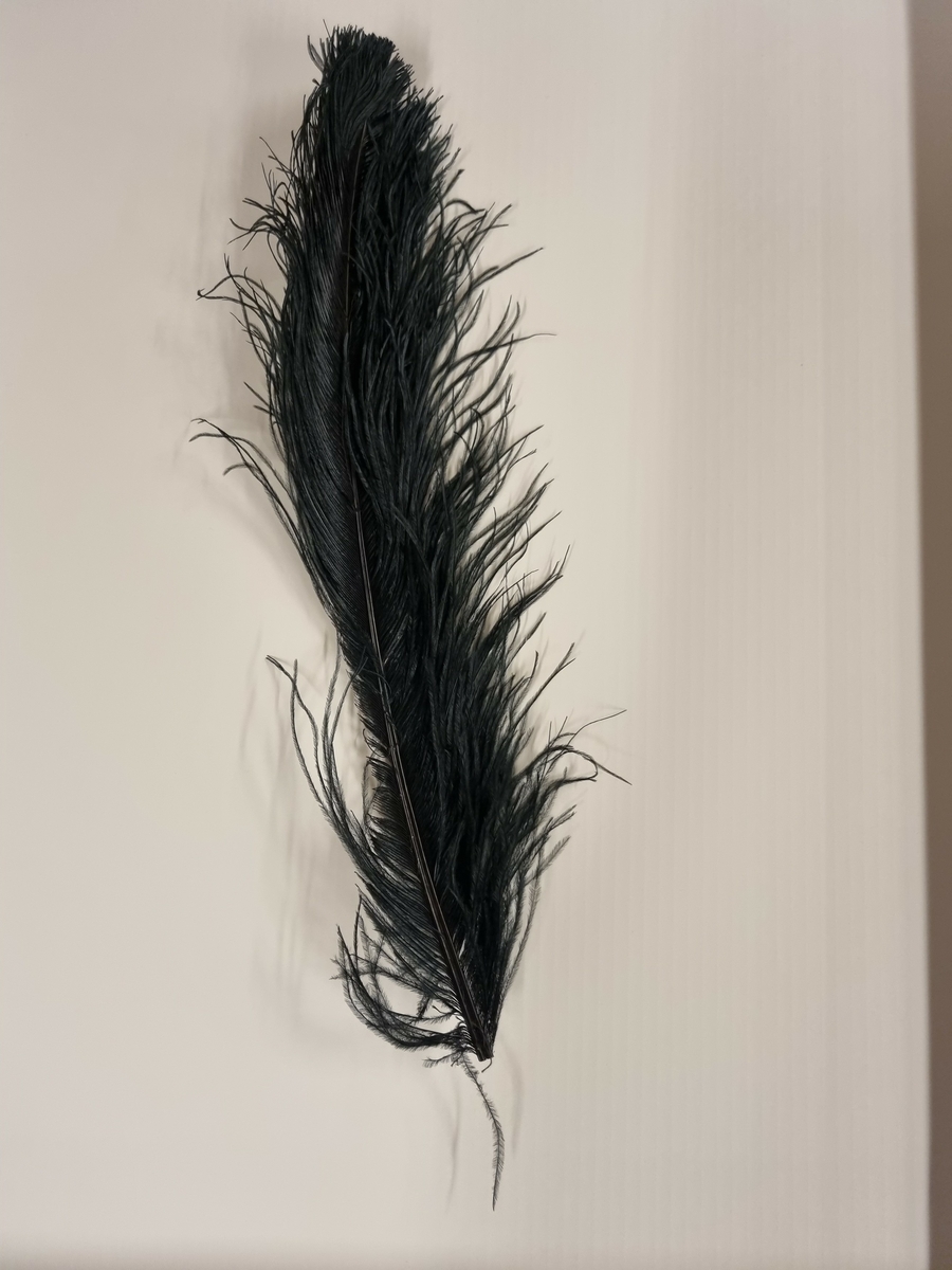 Strutsefjær, såkalt paradefjær.
