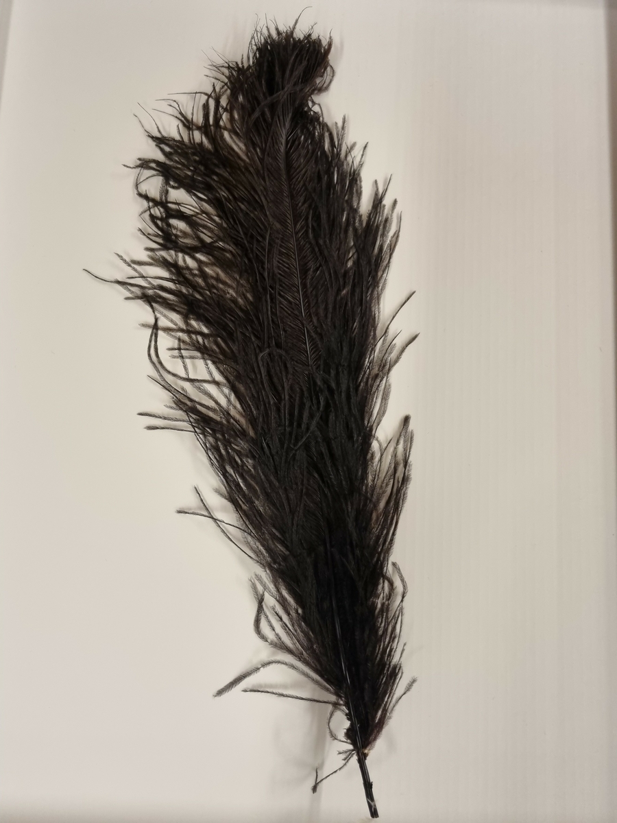 Strutsefjær, såkalt paradefjær.
