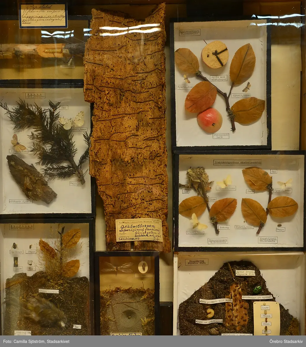 Insekter på Biologiska museet
