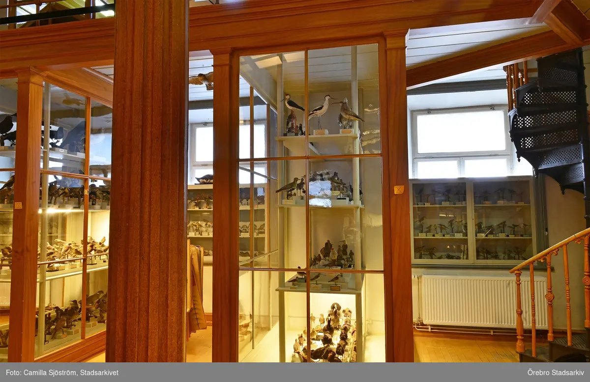 Fågelmontrar på Biologiska museet