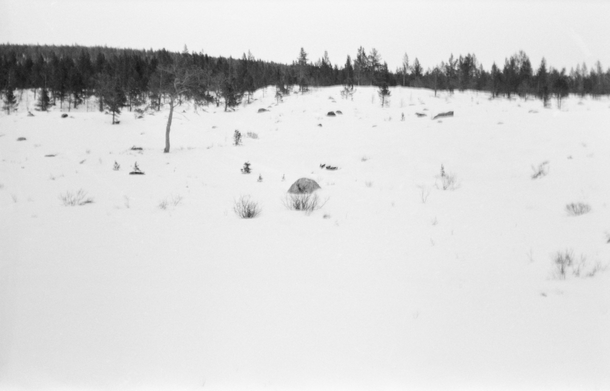 Snødekt landskap ved Bjørnstaddammen i elva Murua i Sel kommune i 1963. Dette damanlgget lå om lag 12 kilometer fra Muruas utløp i den større elva Sjoa. Vi antar at dette fotografiet kan være tatt fra damkrona mot det arealet som i fløtingssesongen ble brukt som vannreservoar for fløtinga i det nedenforliggende vassdraget. Fløtingsfunksjonærenes spesielle interesse for Bjørnstaddammen i 1963 skyldtes at tre grunneiere, som hadde vært i kontakt med fiskerikonsulent Trygve Løkensgard (1916-1995) ønsket seg en ny dam, en kombinert fiske- og fløtingsdam. Den eksisterende dammen hadde steinfylte tømmerkister. Reguleringshøyden var på cirka 2,3 meter, og magasinkapasiteten var om lag en halv million kubikkmeter vann. Når dammen var full hadde magasinet et vannspeil på cirka 400 dekar. Når den gamle Bjørnstaddammen sto åpen framsto mesteparten av dette arealet som beitemark og myr. Grunneiernes ønske ble forsøkt løst ved å bygge en ny dam med et permanent vannreservoar for fisk som skulle tilsvare omtrent størrelsen på det gamle dammagasinet når det var fullt. Dette vannet skulle ikke kunne tappes. Den nye dammen skulle imidlertid gjøres så høy at man oppå fiskedammen skulle kunne magasinere et tilsvarende volum uttappbart vann til fløtinga. Avløpet ble, som tidligere utført med steinfylte kister av malmfuru og med såkalte golvinger av tømmer som skulle forbygge utvasking. Den nye dammen skulle, som den gamle, ha nålestengsel. Når man ville fylle magasinet ble det altså stukket «nåler» - kraftige planker ned mot en terskel ved elvebotnen på motstrøms side av dambrua. Når disse nålene plassert tett i tett, med den nevnte terskelen og dambrua som anlegg, dannet de en vegg som midlertidig stengte vannflyten gjennom damløpet. Når fløtinga skulle starte, kunne man fjerne en del av nålene slik at man oppnådde ei vannføring i Muruas nedenforliggende elvefar som var gunstig for fløting. Det var fløtingsinspektør Oddvar Stenerud (1919-1997) i Glomma fellesfløtingsforening som ombygginga av Bjørnstaddammen, i samråd med Norges geotekniske institutt, som vurderte den sandholdige morenegrusen fra nærområdet som skulle brukes i samarmene og anviste hvor mye av denne massen som måtte til for å unngå uakseptabelt store vannlekkasjer gjennom damarmene. Den nye dammen ble bygd som et spleiselag mellom de tre grunneierne og tverrelvforeningen for Murua. Anleggsarbeidet ble utført sommeren 1963 og den nye fløtingsdammen var i drift fra 1964.