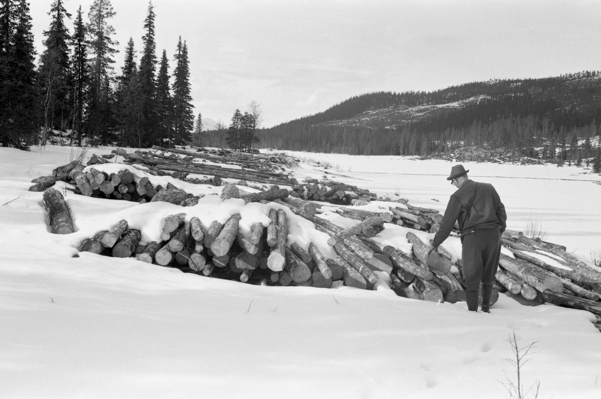 Tømmertillegging ved Tarven, en liten sjø i den øvre delen av elva Nordre Osa, som her renner gjennom Rendalen konmmune, i sørgående retning mot Åmot. Dette fotografiet ble tatt vinteren 1964, mens terrenget ennå var snødekt og vannstanden var lav. På bildet aner vi delvis nedsnødd tømmer som kjørerne i vinterens løp hadde veltet av sledene sine i lunnevelter - som fyrstikker i en eske - på et areal som når våren kom, og Tarvdammen ble satt, ville bli oversvømt av vann som løftet stokkene, slik at de fløt mot damåpningen og kunne starte sin lange ferd nedover vassdraget. Ulempen ved denne tilleggingsmåten var at stokkene underst i veltene fikk lite luft og dermed møtte våren med et betydelig fuktinnhold i veden. Dette innebar fare for at stokkene kunne bli synketømmer eller søkketømmer før det nådde fram til kjøperne ved den nedre delen av Glommavassdraget. I 1964 ble det innmeldt 115 158 tømmerstokker til fløting i Nordre Osa med  sidevassdraget Villa. Da dette fotografiet ble tatt inspiserte en mann ei av veltene.

Fra gammelt av ble Tarven regnet for å være det øverste stedet i elva Nordre Osa en kunne kjenne seg sikker på at det var mulig å få tømmeret ned til Osensjøen og videre til Glomma i løpet av en fløtingssesong. Kanaldirektør Gunnar Sætren (1843-1928) formulerte det slik i 1904: «Uagtet tømmeret ovenfor Tarven ikke har ligget inde, kan man alligevel ikke med fuld sikkerhed stole paa at faa det frem det første aar paa grund af, at isen paa Tarven gaar sent op. Saavel dammen paa Tarvern som dammen ovenfor er nu i brugbar stand. Hvad der merkes nedenfor Tarven pleier bestandig at gaa ud det første aar. …»