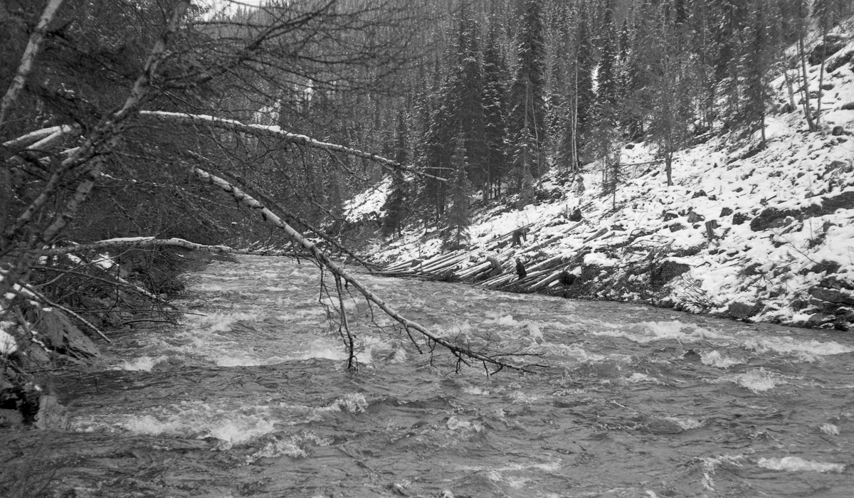 Utislag i elva Setninga i Sollia i Stor-Elvdal i mai 1960. Dette året var våren sein, og det lå fortsatt snø i terrenget da fløtinga startet. Her ser tre fløtere i arbeid nederst i en bratt elveskråning der tømmerkjørerne tidligere på vinteren sannsynligvis hadde lsatt stokkene skli ned den bratte lia til det stanset av seg sjøl, uten å gjøre noe forsøk på tillegging i luftige velter med stokkene parallelt med elvas strømretning, slik det helst skulle vært gjort med tanke på utislag og fløting. Lokaliteten var for øvrig ikke noen egnet velteplass for tømmer. Dertil var elvekråningen for lang og bratt. Karene på fotografiet gjorde likevel sitt beste for å få stokkene ut i vassdraget. 

Setninga har sine øverste kilder i myrområdene øst for Vulufjellet, i grensetraktene mellem Sør-Fron og Nord-Fron kommuner, om lag 1060 meter over havet. Derfra renner vassdraget under navnet Vulua østover gjennom Vuludalen inn i Stor-Elvdal (tidligere Sollia) kommune, der det det dreier sørover mot den 3,5 kilometer lange Setningsjøen, som også har tilløp fra flere andre småvassdrag. Fra sørenden av Setningsjøen renner elva østover igjen, nå under navnet Setninga, gjennom Sollia mot Storbekkmoen, hvor den renner inn i elva Atna. Vulua og Setninga har et nedslagsfelt på bortimot 300 kvadratkilometer, men mye av dette arealet ligger over skoggrensa. Fløtinga startet tradisjonelt ved Setningsjøen, drøyt 750 meter over havet. I 1960 var det innmeldt 16 651 tømmerstokker til fløting i dette vassdraget.