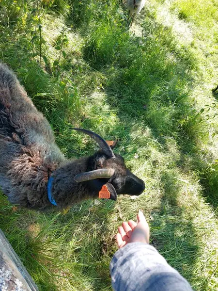 Bildet viser et menneske som klapper en sau.