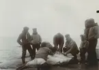 Fotografi från expedition till Grönland. Motiv av ett antal säljägare och en expeditionsdeltagare som flår en säl på en klippa vid havet.