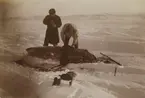 Fotografi från första svenska Antarktisexpeditionen 1901-1904. Motiv av två män som styckar en säl i ett snölandskap.
