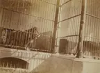 Fotografi från första svenska Antarktisexpeditionen 1901-1904. Motiv av ejon i bur på ett zoo.