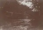Fotografi från första svenska Antarktisexpeditionen 1901-1904. Motiv av flod och skog.