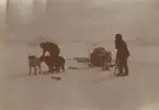 Fotografi från första svenska Antarktisexpeditionen 1901-1904. Motiv av två män och hundspann i ett snölandskap.