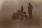 Fotografi från första svenska Antarktisexpeditionen 1901-1904. Motiv av två män och hundspann i ett snölandskap.