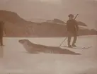 Fotografi från första svenska Antarktisexpeditionen 1901-1904. Motiv av man med gevär och skidor som tittar på säl som ligger på snön.