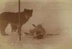 Fotografi från första svenska Antarktisexpeditionen 1901-1904. Motiv av två hundar i snön.