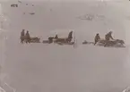 Fotografi från första svenska Antarktisexpeditionen 1901-1904. Motiv av åtte expeditionsdeltagare med hundspann i ett vidsträckt snölandskap.