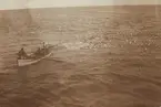 Fotografi från första svenska Antarktisexpeditionen 1901-1904. Motiv av tre män i en liten träbåt ute på havet. Bredvid båten simmar en flock med fåglar.