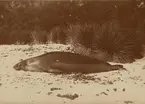 Fotografi från första svenska Antarktisexpeditionen 1901-1904. Motiv av sjöleopard som ligger på marken. Fotografiet är taget vid Cumberland Bay i Sydgeorgien.