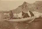 Fotografi från första svenska Antarktisexpeditionen 1901-1904. Motiv av fyra män som lastar av pingviner från en liten träbåt.