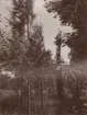 Fotografi från första svenska Antarktisexpeditionen 1901-1904. Motiv av träd och grönska.