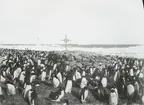 Fotografi från första svenska Antarktisexpeditionen 1901-1904. Motiv av (möjligen) Ole Christian Wennersgaards grav på Pauletön, omgiven av pingviner.