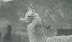 Fotografi från expedition till Peru 1920. Närbild av ett lamadjur.