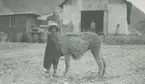 Fotografi från expedition till Peru 1920. Motiv av pojke iklädd hatt och poncho som står bredvid lama.