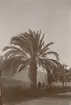 Fotografi från expedition till Peru 1920. Motiv av två personer som står under en stor palm.