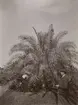 Fotografi från expedition till Peru 1920. Motiv av man som står framför stor palm.
