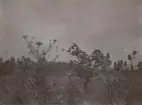 Fotografi från expedition till Peru 1920. Närbild av blommor och träd.